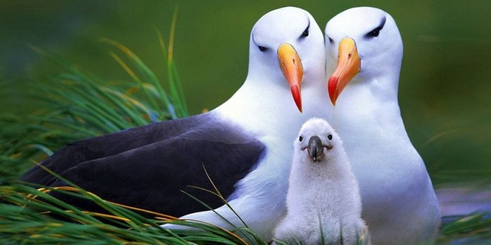 1200x834 Wallpaper - Most Beautiful Wallpapers Of Animals (#573264) - HD