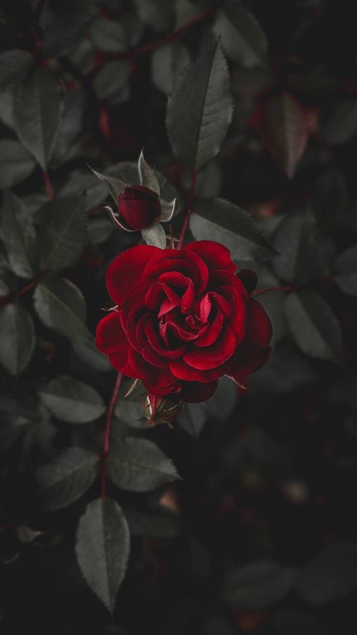 720x1280 red, garden roses, flower, rose, petal, rose family, iphone