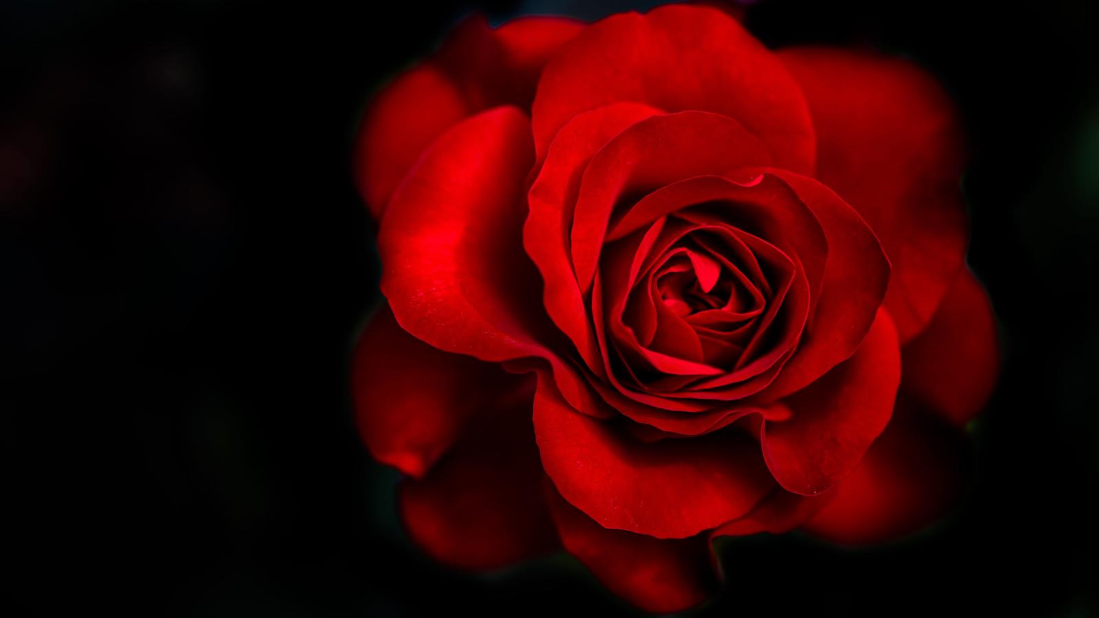 5760x3240 Wallpaper Red Rose, Dark background, 5K, Flowers, #1791
