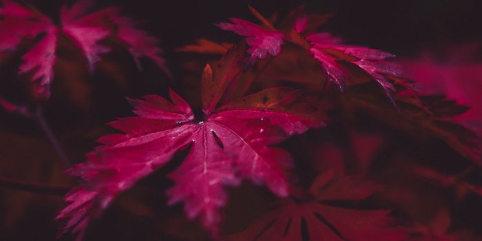 1440x2560 Download wallpaper 1440x2560 leaves, wood, black qhd samsung galaxy