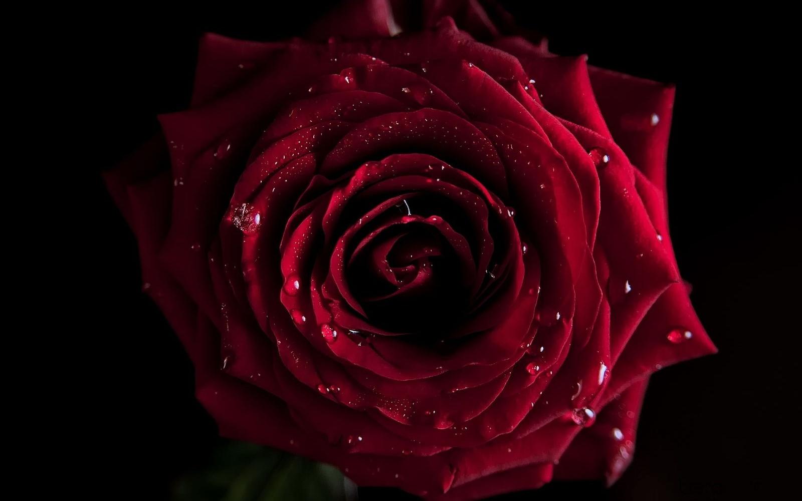 3840x2400 Red Rose Hd Wallpapers 1080p - Dark Red Flower Hd (#100025) - HD