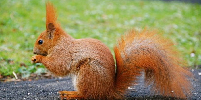 1600x1003 Free download beautiful animal beautiful animal beautiful animal