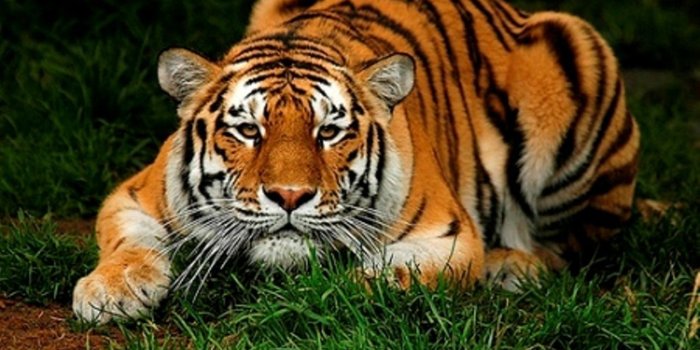 1280x800 Most beautiful animal :) - Your spot Wallpaper (11066944) - Fanpop