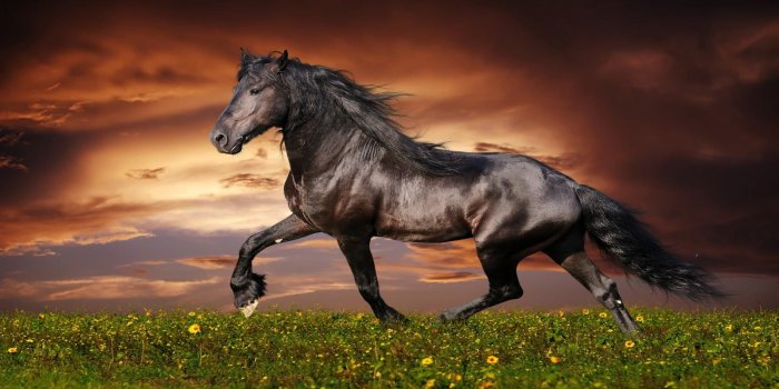 1600x900 beautiful animals - Google Search | Exotic Animals and Birds