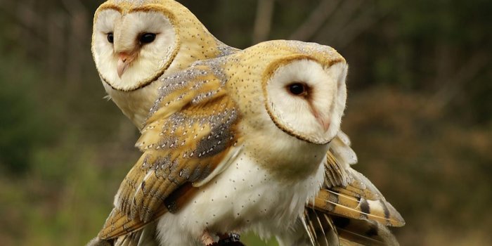 1280x824 Most 10 Beautiful Birds Latest HD Wallpaper 2013 | Top hd animals