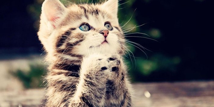 1600x1000 Awesome Beautiful Animal Wallpaper Hd | Anime Wallpaper