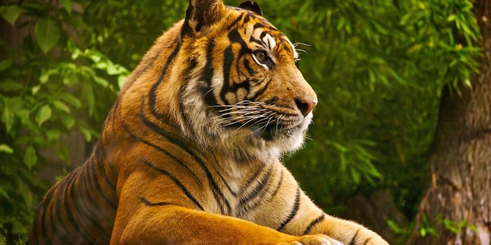 1920x1080 Beautiful Nature Animals HD Wallpaper, Background Images