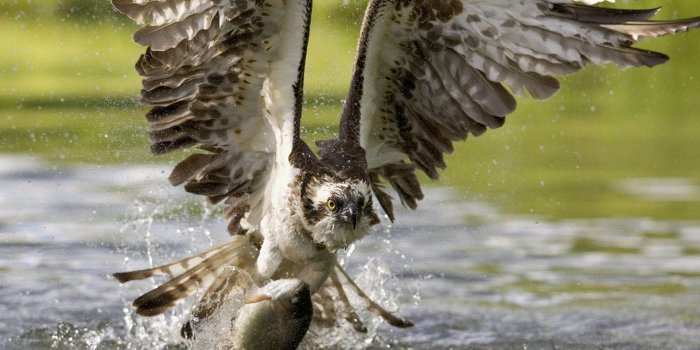 1920x1080 The most beautiful HD animal wallpaper in the world