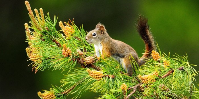 2560x1600 Beautiful Nature and Animal Wallpaper (50+ images)