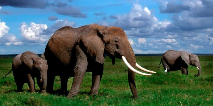 2560x1440 Beautiful Nature Animals HD Wallpaper, Background Images