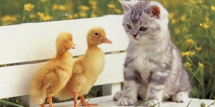 1024x768 Animals Wallpapers #BFNO18K (728x410 px) | WallpapersExpert.com