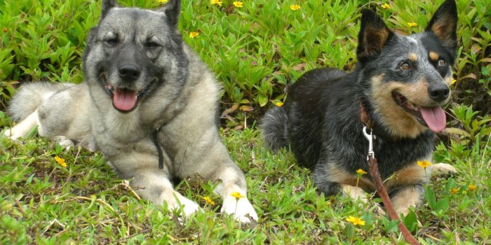 1600x1200 Most, Beautiful, Norwegian, Dog, HD, Desktop, Wallpaper, Of