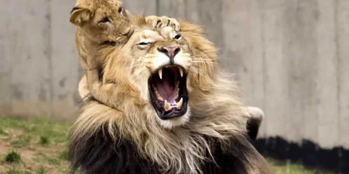 1280x720 The Most Beautiful Animals Pictures HD In The WORLD