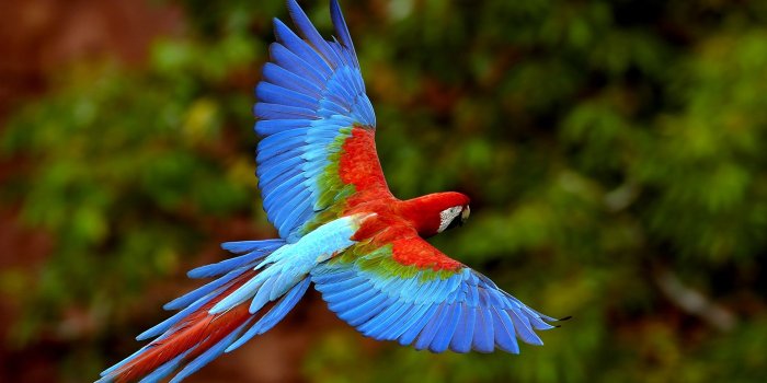 1920x1200 beautiful wild animals wallpapers