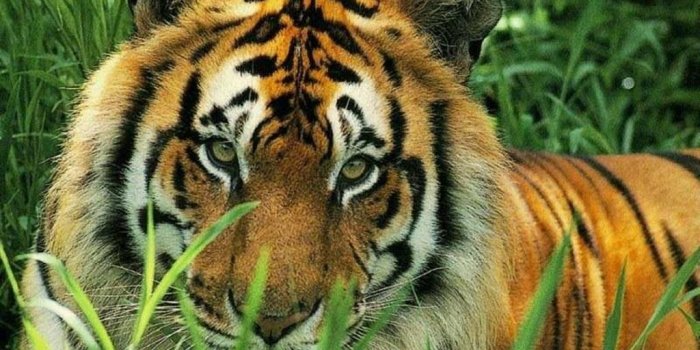 1024x768 Milance on | Wild Thing, I Think I Love You | Siberian tiger, Tiger