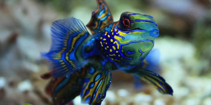 1529x1109 mandarin fish most beautiful animals - file.army