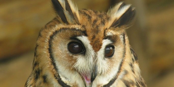 1024x768 Download beautiful animal beautiful animal beautiful animal