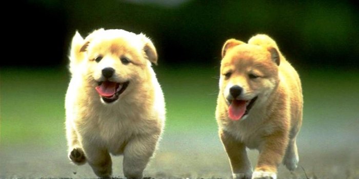 1024x768 Download Cute Animals Wallpapers Most beautiful places in the 1024x768