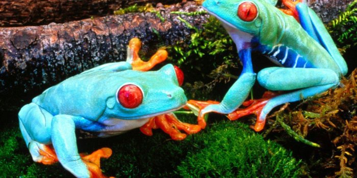 1600x1000 Animal Wallpaper HD: Frog Photos Most Beautiful Colorful Frogs Pictures