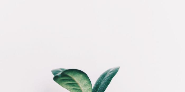 1296x1952 greenaesthetic | Plants in 2019 | Plant wallpaper, Plants, Plant leaves