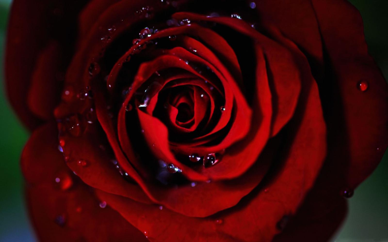 2560x1600 Dark Red Rose Mac Wallpaper Download | Free Mac Wallpapers Download