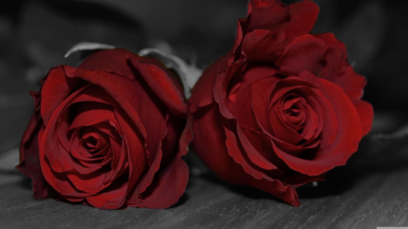 5120x2880 Dark Red Roses ❤ 4K HD Desktop Wallpaper for 4K Ultra HD TV • Wide