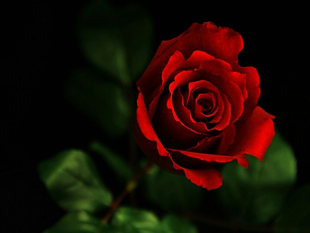 1024x768 Download flowers for flower lovers Red rose desktop HD wallpapers