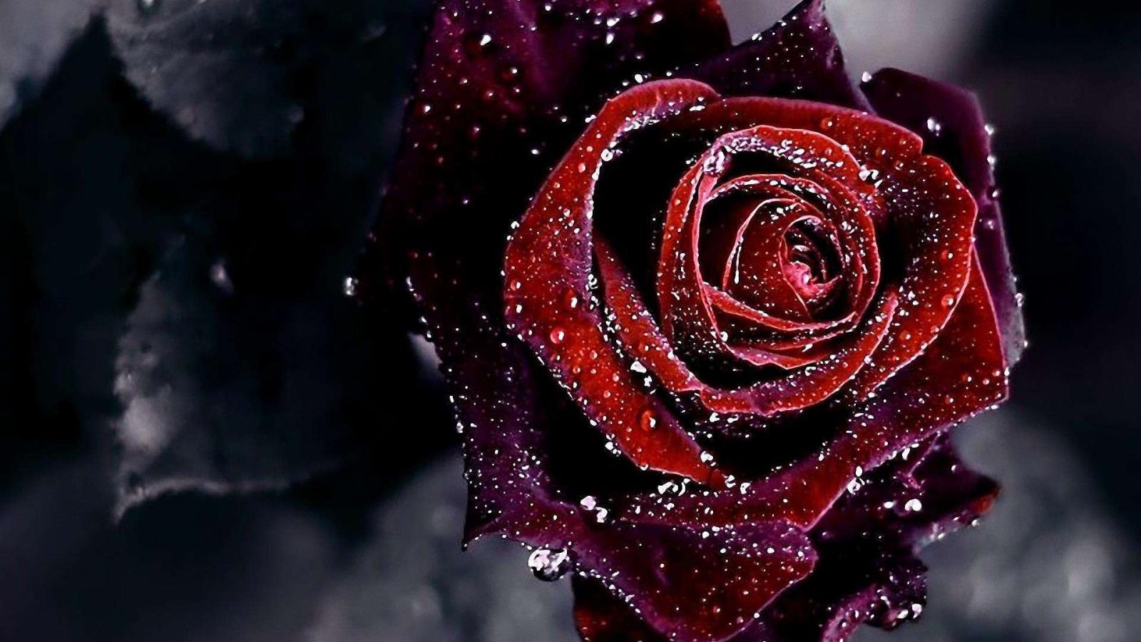 1920x1080 Black And Red Roses Wallpapers