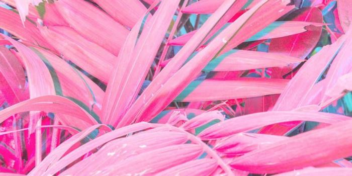 900x1350 iPhone Wallpaper | Pink, Magenta, Pattern, Design, Muscle, Plant