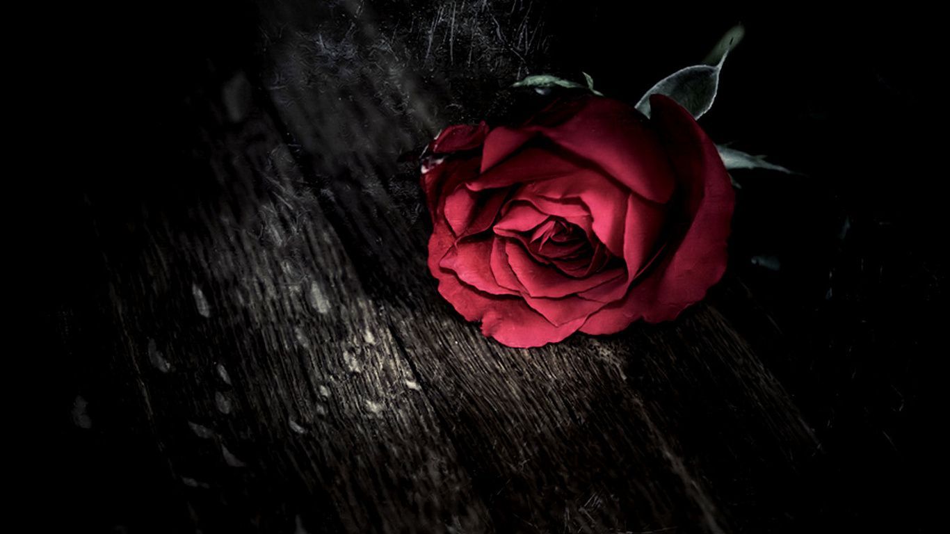 1366x768 Dark Red Rose Wallpaper(44+), Download HD Wallpapers