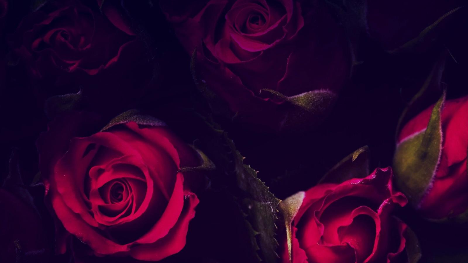 2560x1440 Red Roses In The Dark Flowers QHD Wallpaper - Wallpaper - Vactual Papers