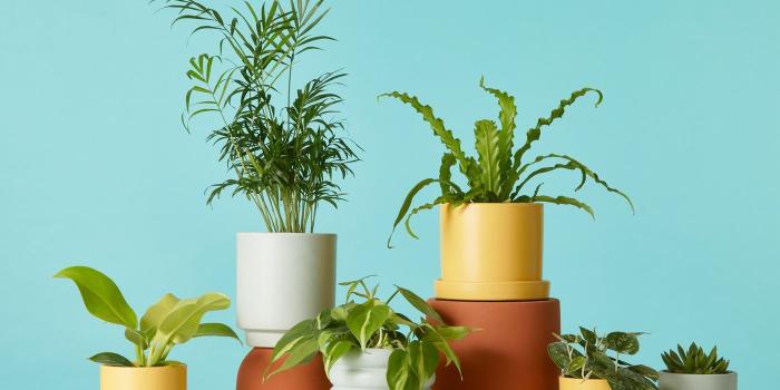 1400x1050 Best indoor plants you can buy online now - Curbed
