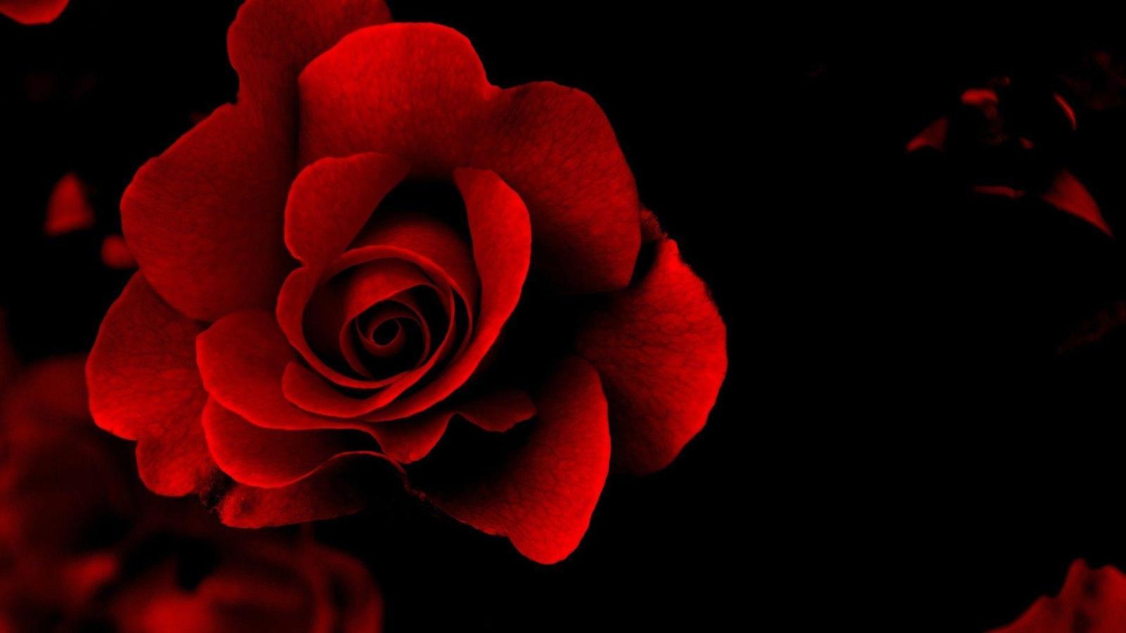 1920x1080 Red Roses Wallpapers For Desktop