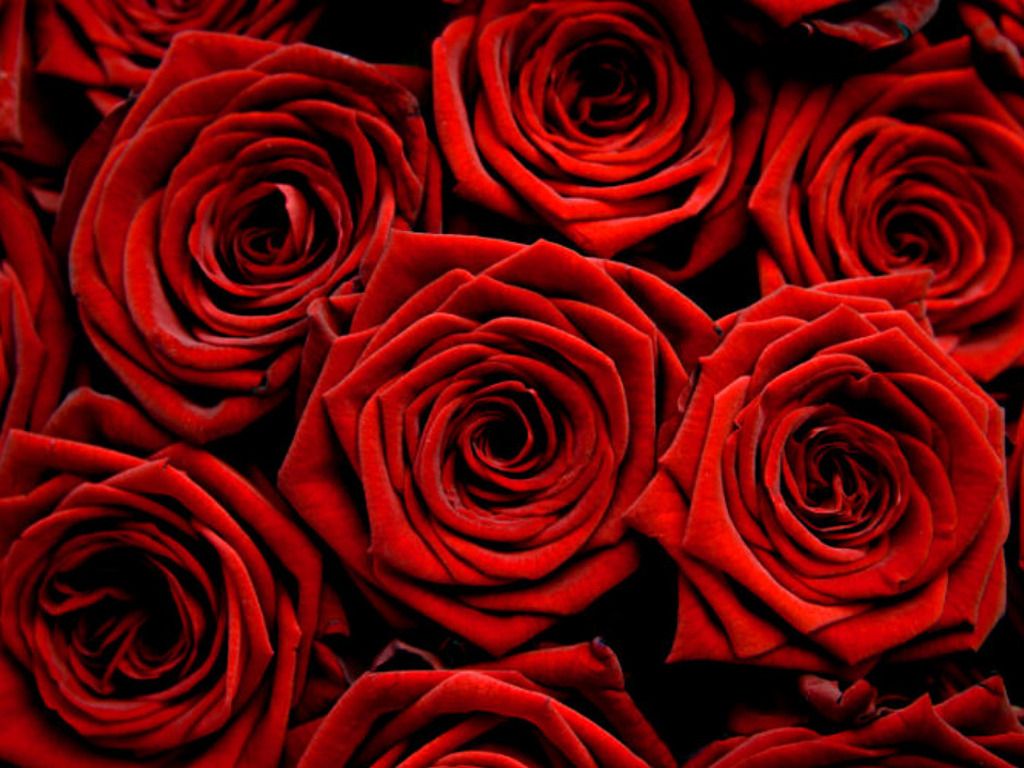 1024x768 eletragesi: Dark Red Roses Tumblr Images