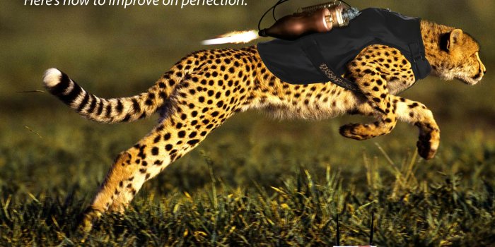 4800x3300 Swift Cheetah | Arkmazing | Cheetah pictures, Wild animal wallpaper