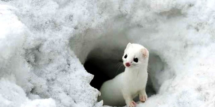 1024x768 Animal wallpaper | 1024x768 | #45656