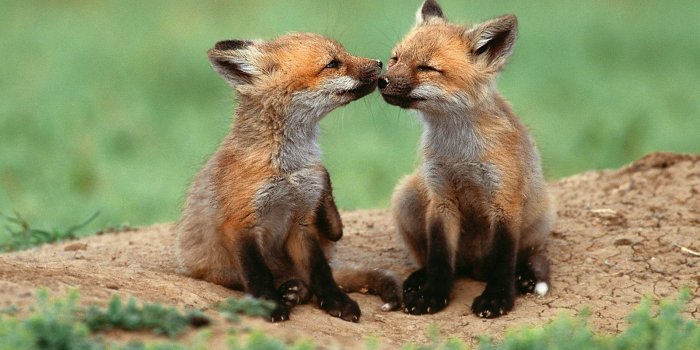 1600x1200 ANIMALS PLANET: Most Beautiful Animals