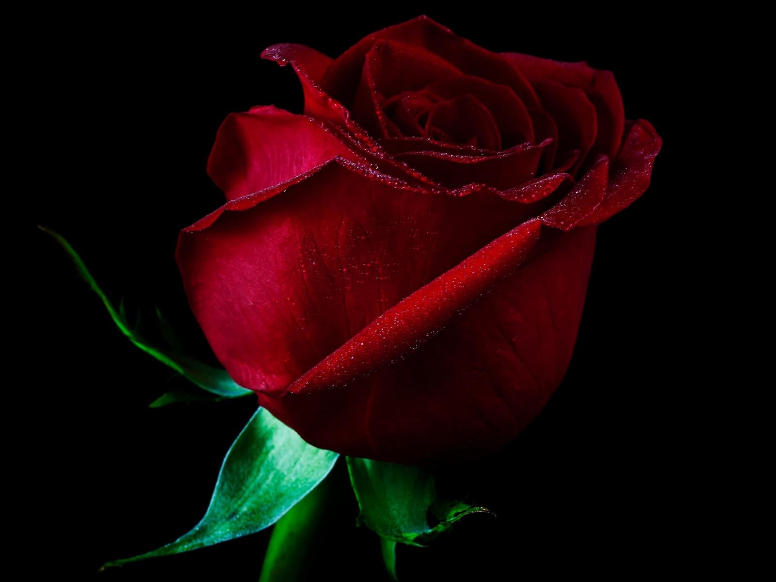 2560x1920 10 Top Dark Red Rose Wallpapers FULL HD 1080p For PC Desktop 2019