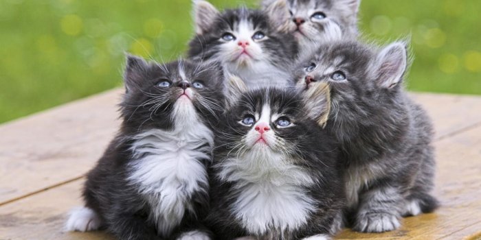 1366x768 Get most beautiful animals in the world most beautiful animals in