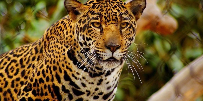 1280x720 Top Ten 10 Most Beautiful Animals in the World 2017 | Top Ten Most