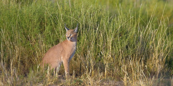 5184x3456 20 Cool Backgrounds of animals that will blow you away. Lions, Bats
