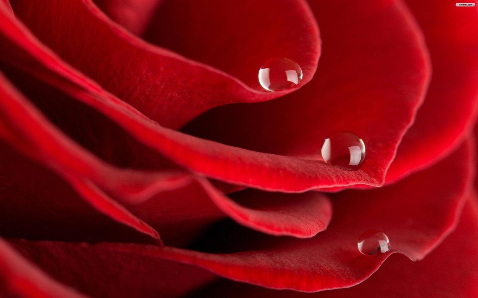 2560x1600 Red Rose Wallpaper (46+ images) on Genchi.info