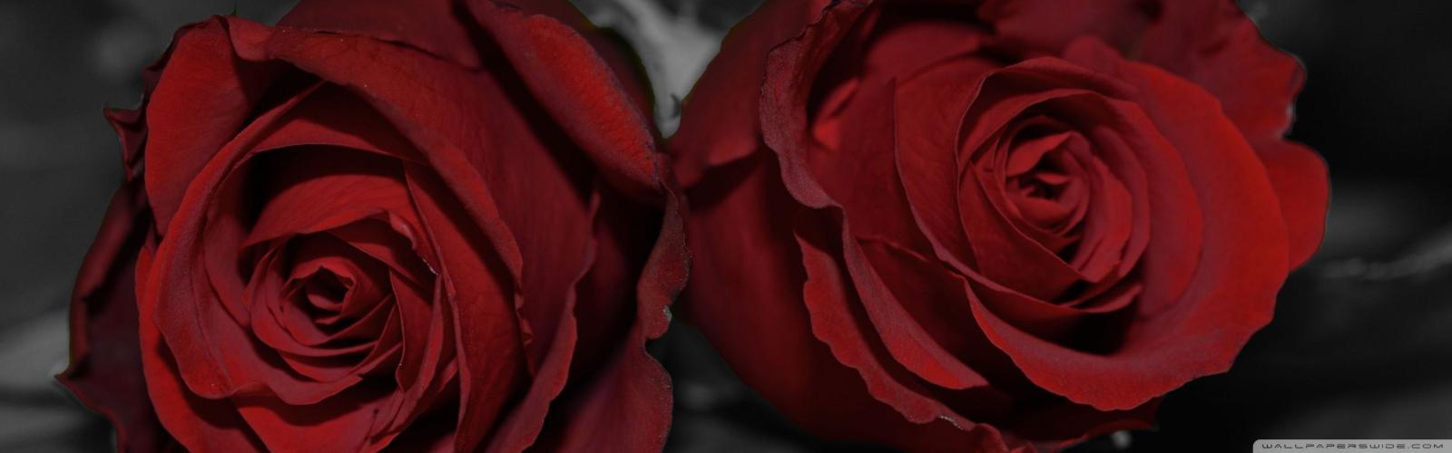 2880x900 Dark Red Roses Wallpaper 2880x900