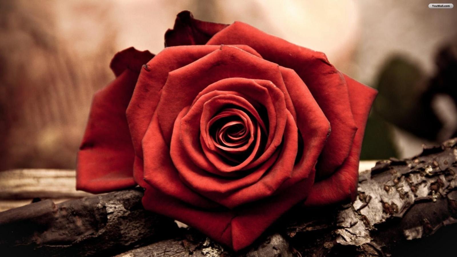 1920x1080 Dark red rose wallpapers Gallery