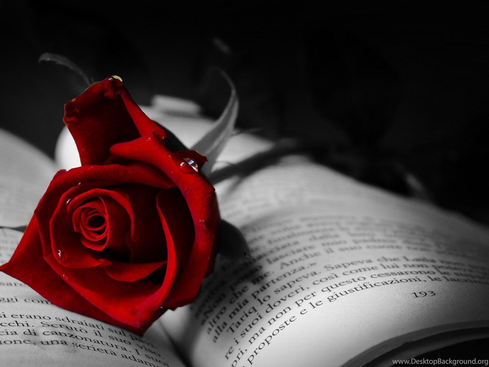 1600x1200 Dark Red Rose Wallpapers Photo Uncalke.com Desktop Background