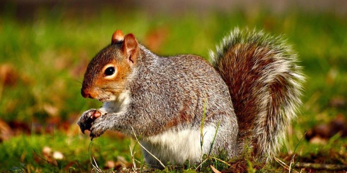 1600x996 Animals Wallpapers - SaF Wallpapers