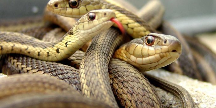 1280x960 Most Beautiful Animal Wallpaper Hd Wallpapers Cute Animals Of