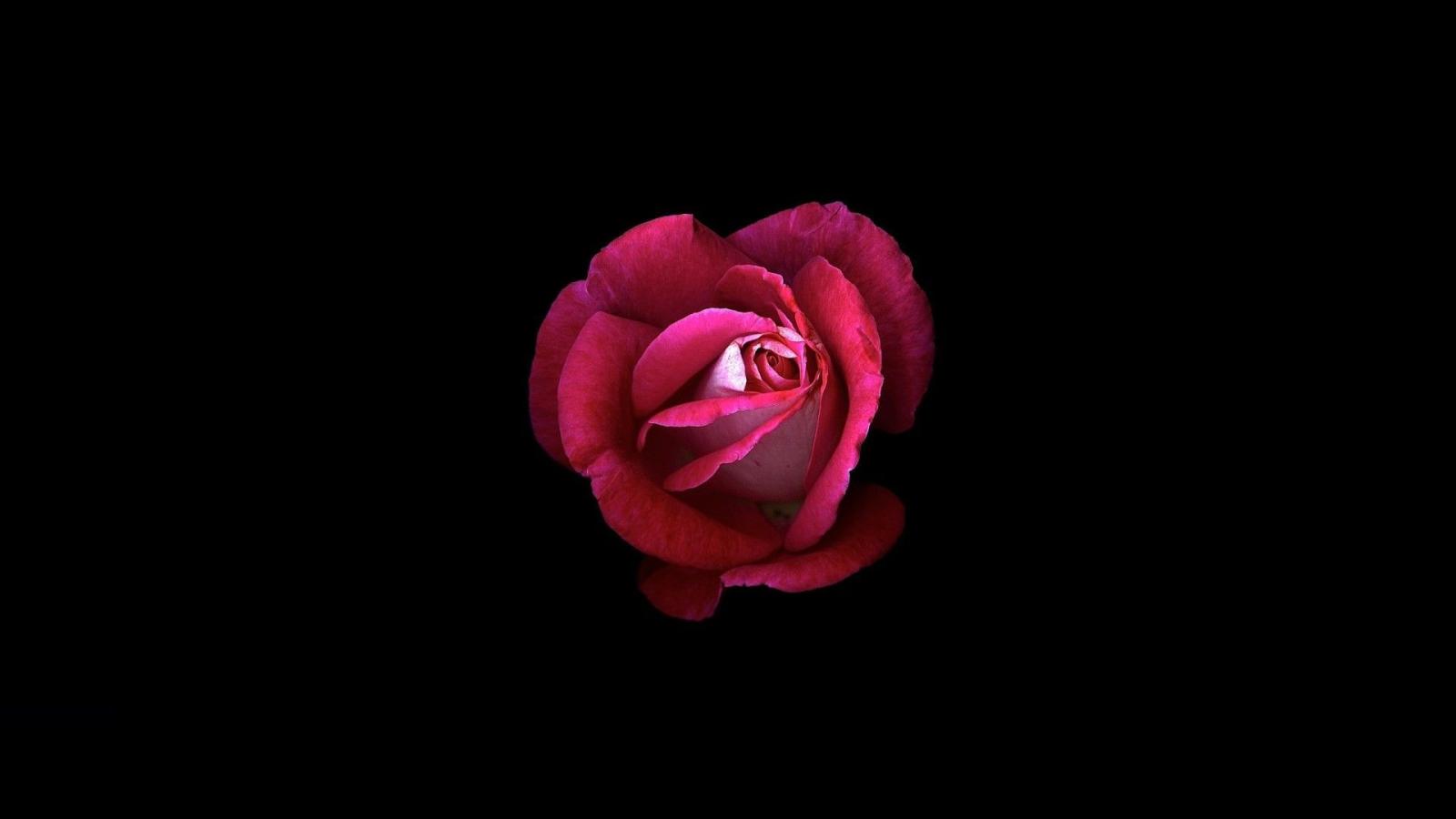 1920x1080 4K Rose Wallpapers - Top Free 4K Rose Backgrounds - WallpaperAccess