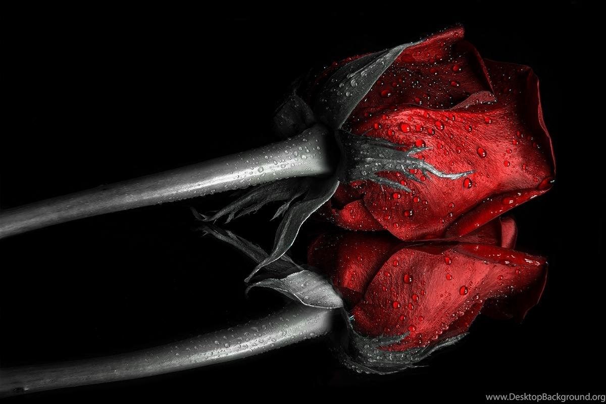 1200x801 A DARK RED ROSE WALLPAPER ( Desktop Background