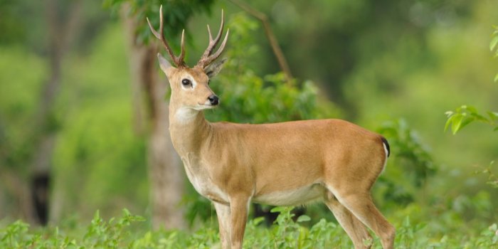 1600x984 Deer Animal Facts and Images